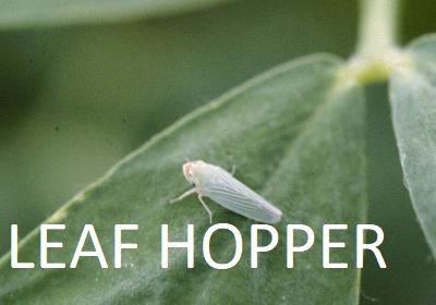 Leaf Hopper Leaf Hopper