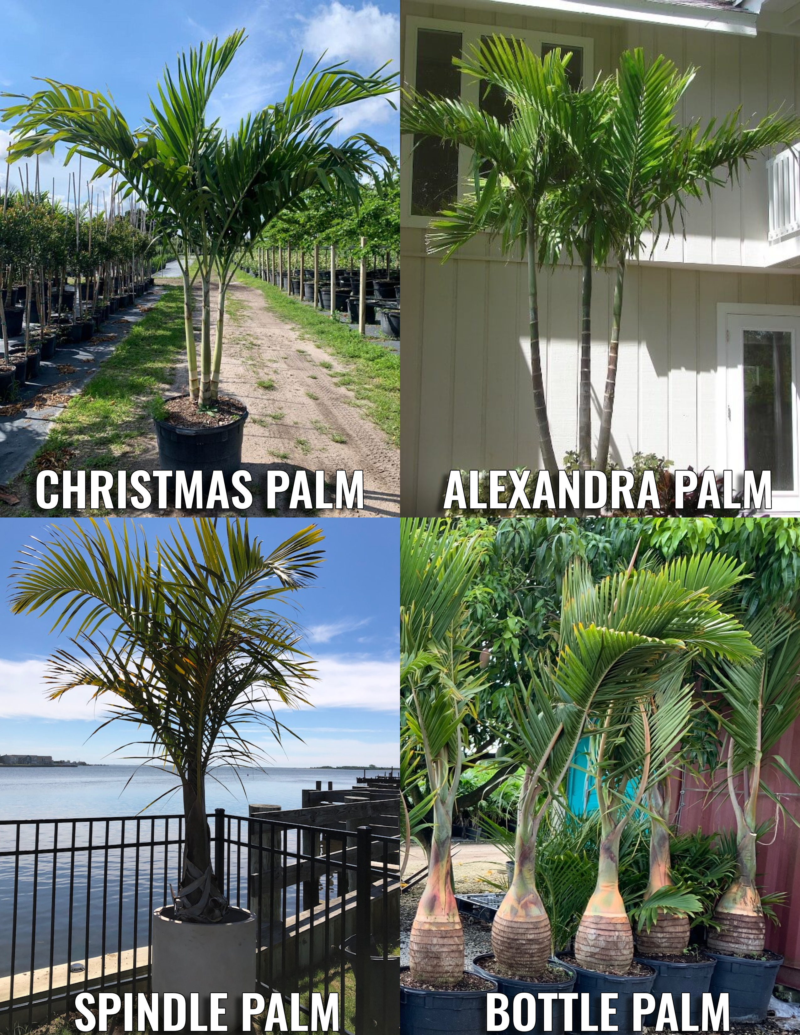 GO Palms Index Card IMAGES 1